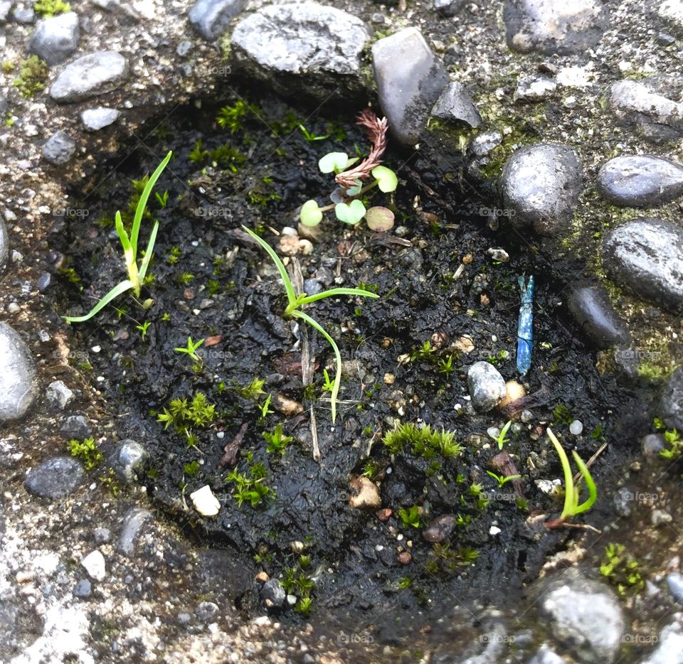 Hole in the ground with little plants of vibrant green. 