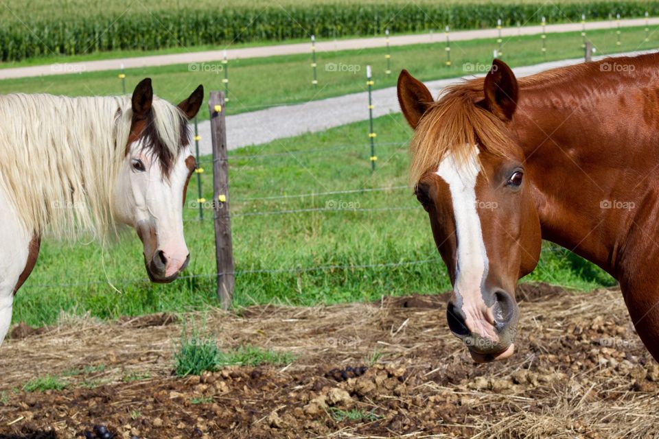 Two curious horses looking at the camera