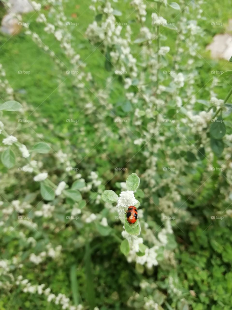 Distance and close up snaps of a Red and Black dotted bug
