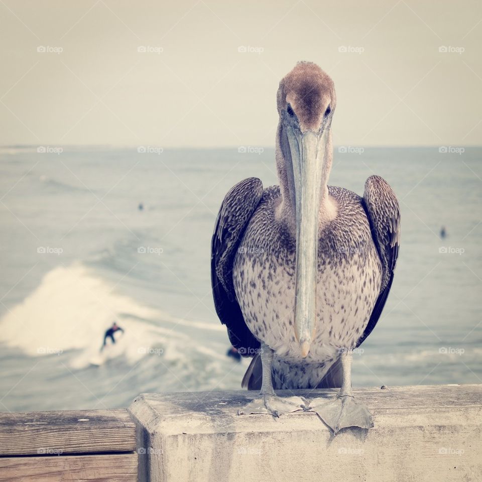 Pelican at the beach
