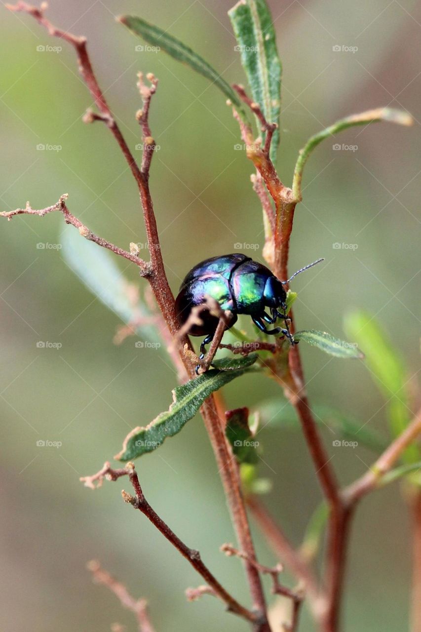 Bright coloured beetle