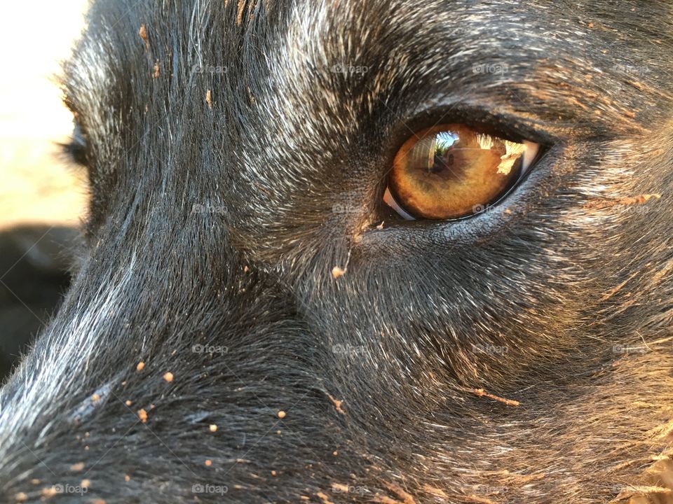 Closeup border collie eye side profile