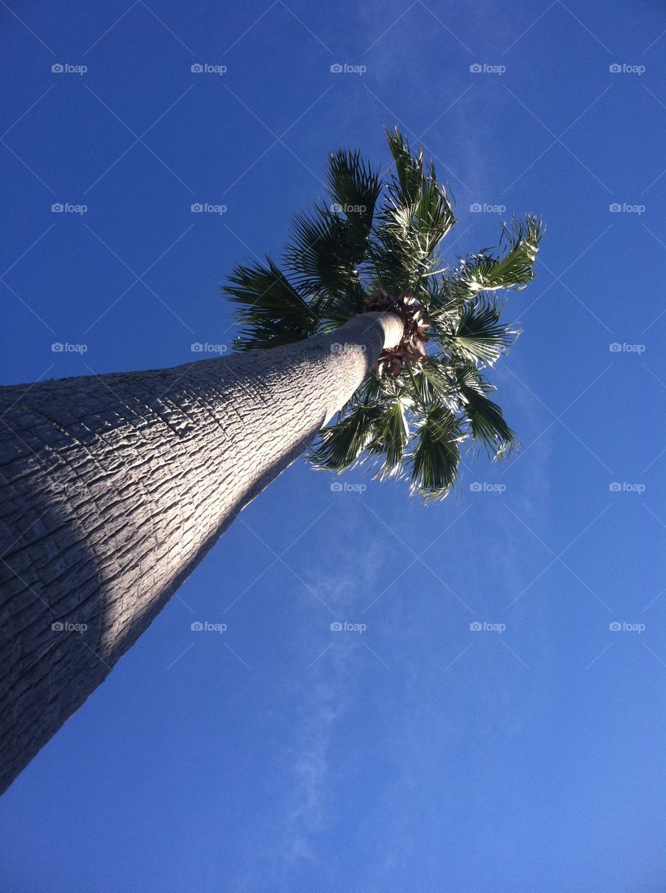 Looking up through palm tree. Palm tree/ blue sky