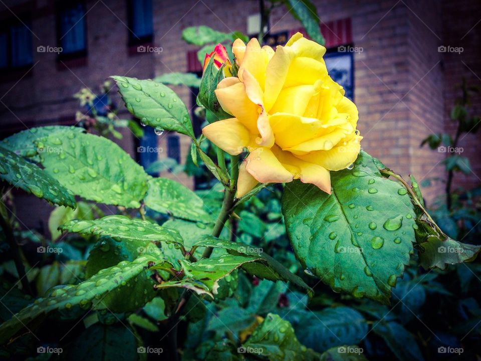 Yellow rose