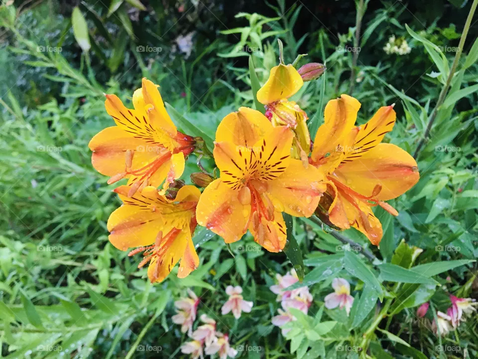 Alstroemerias 