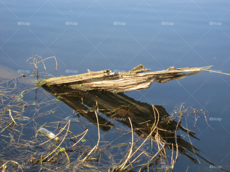 Drift Wood