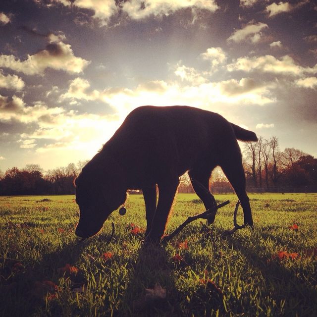 Morning walk 