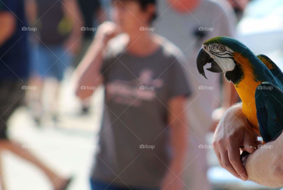 parrot at festival