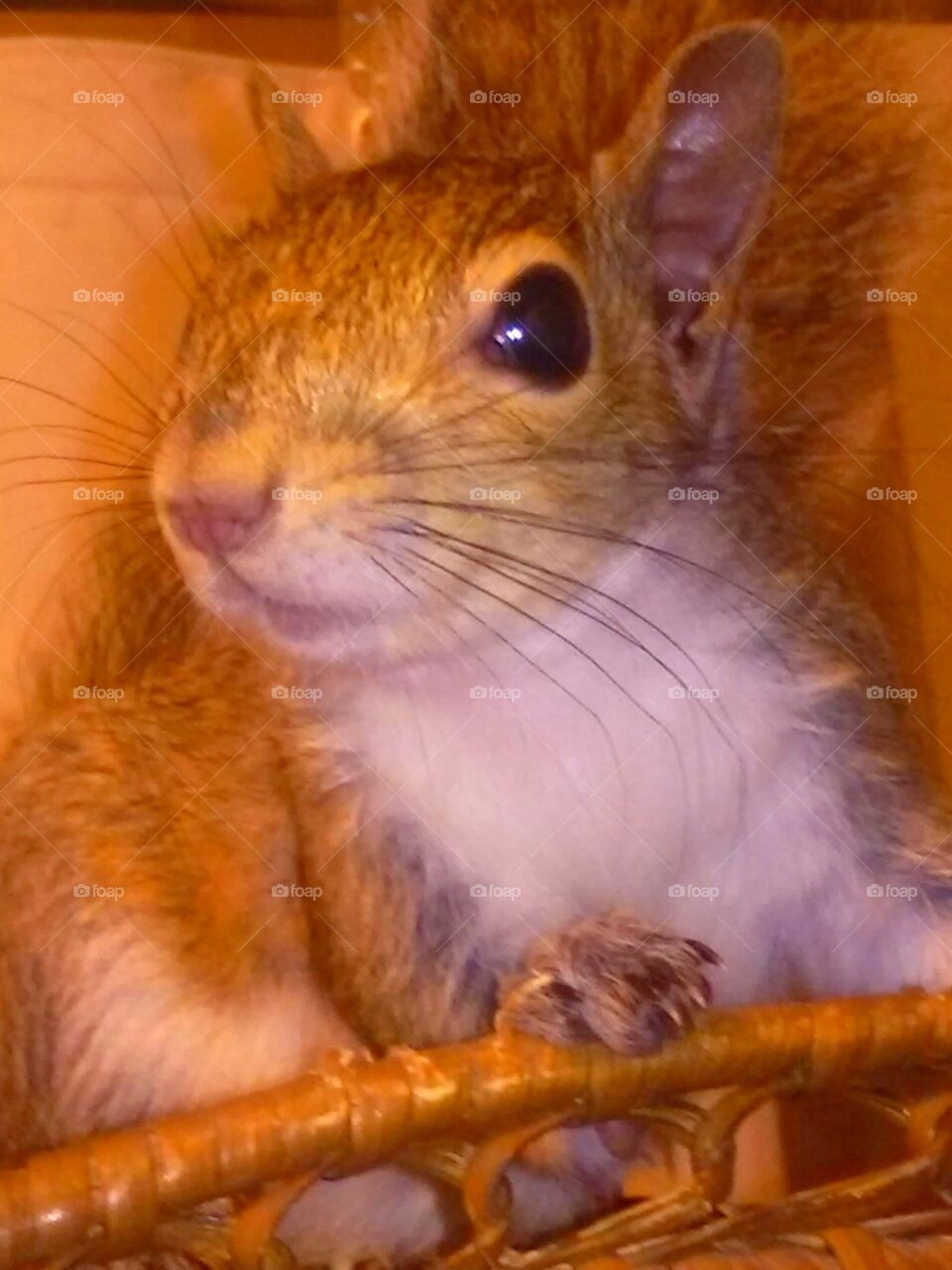 Mammal, Rodent, Fur, Animal, Cute