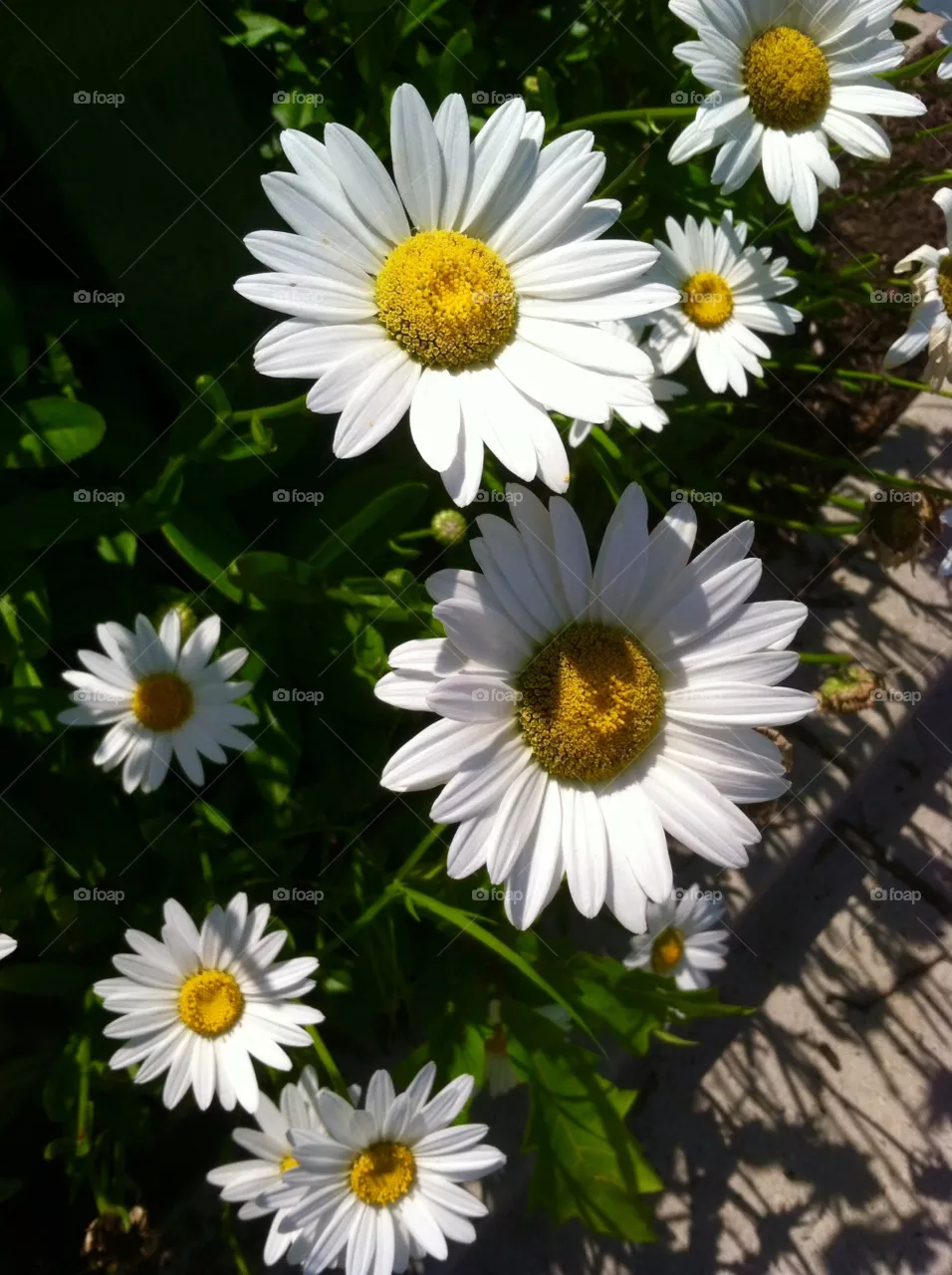 Nature, Flower, Summer, Flora, Garden