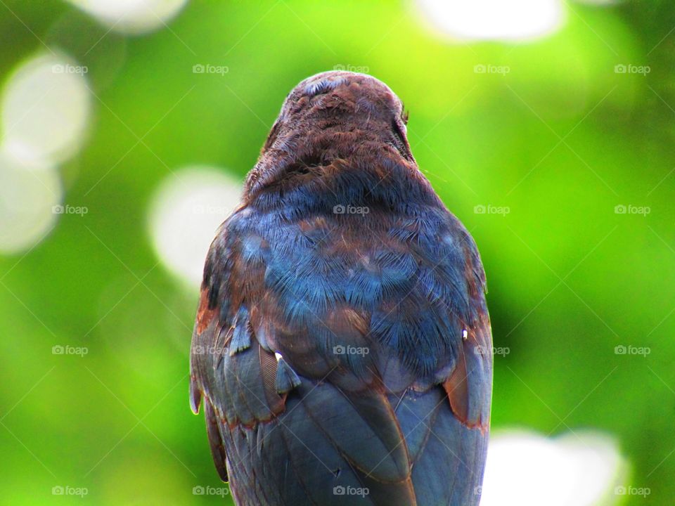 The black drongo (Dicrurus macrocercus) is a small Asian passerine bird of the drongo family Dicruridae.