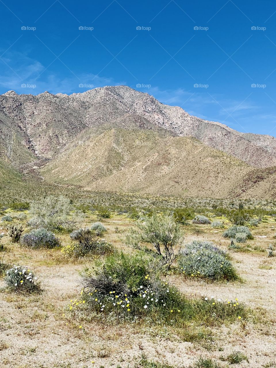 Anza Borrego State Park