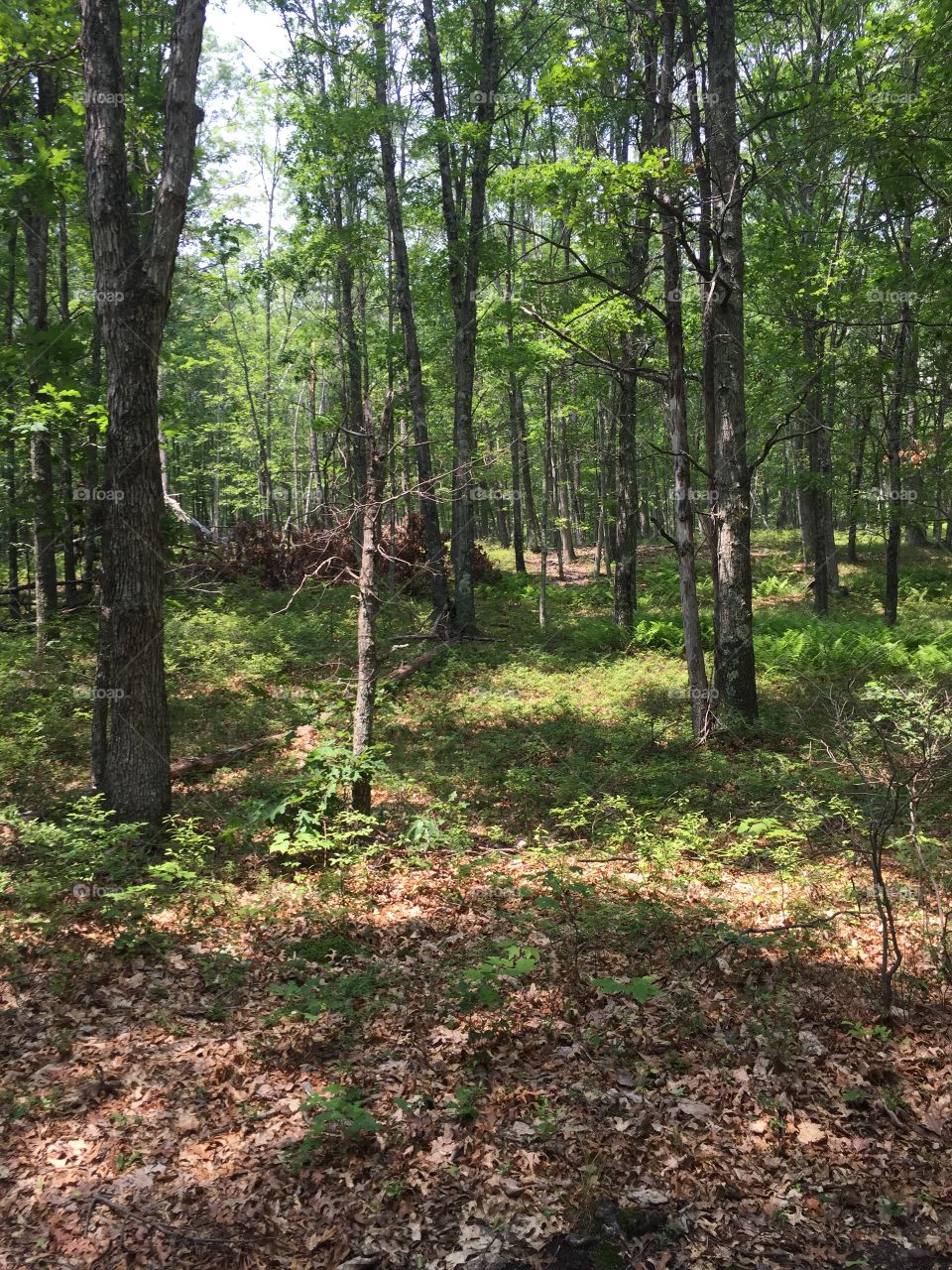 Wood, Landscape, Nature, Tree, Leaf