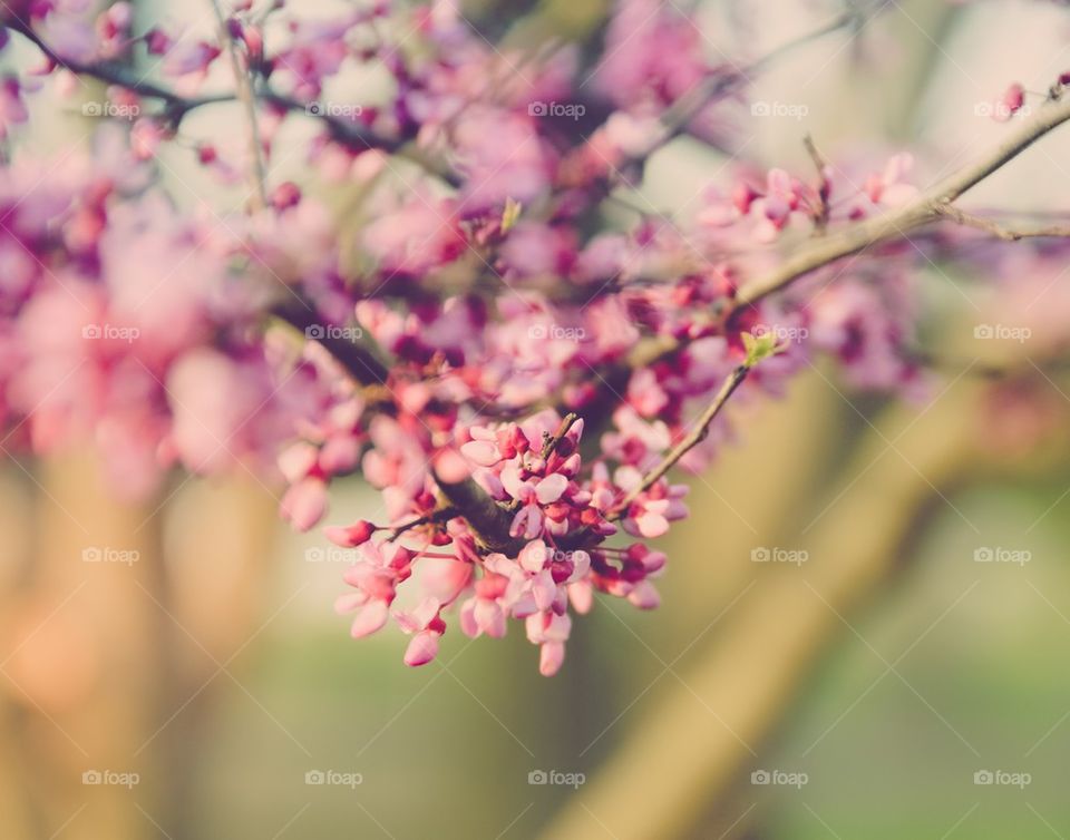 Pink Blossoms 