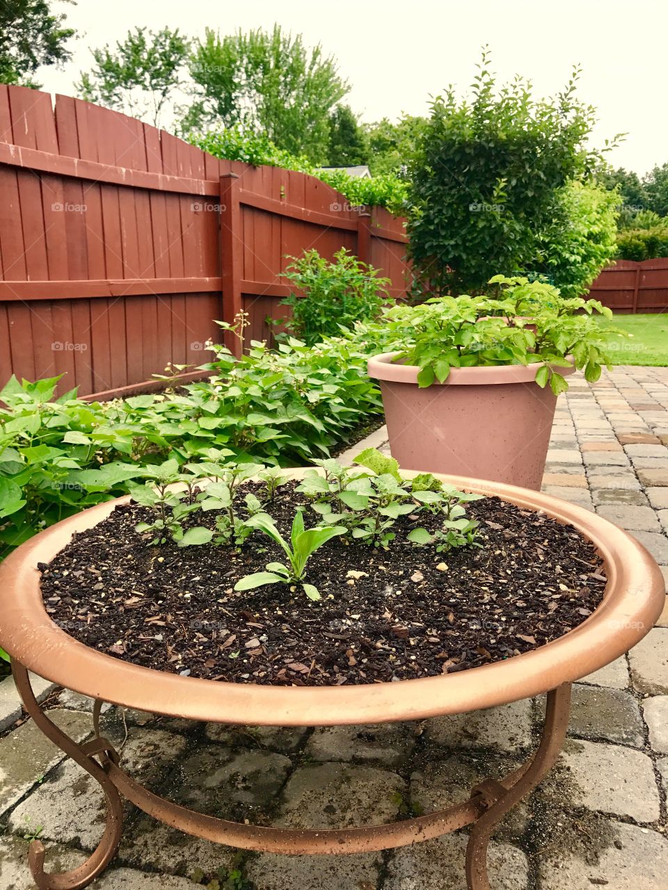 Growing Herbs