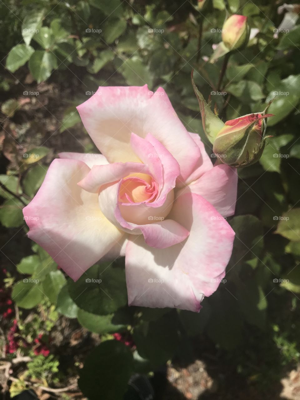 Soft pink rose