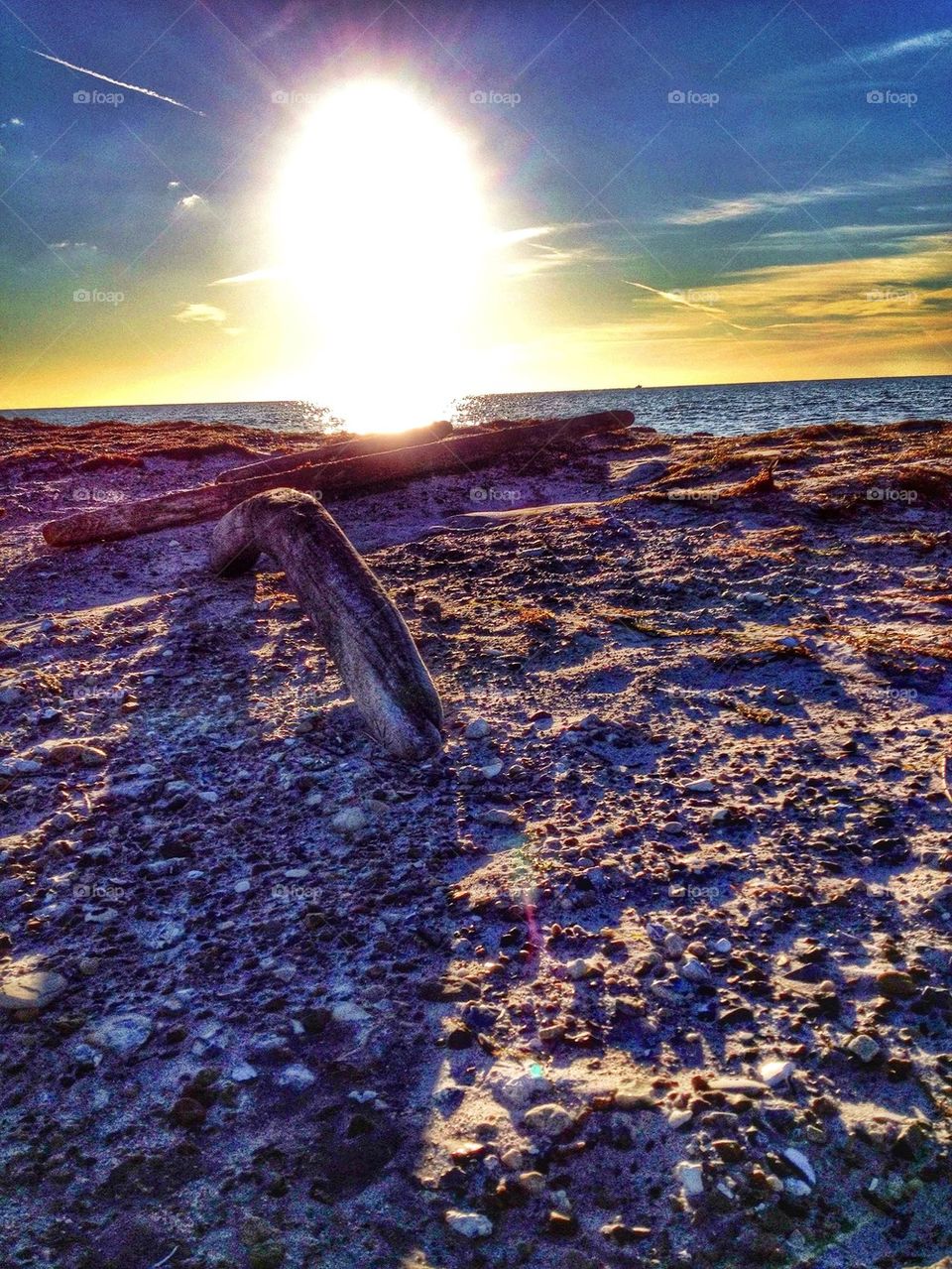 Drift Wood in sand