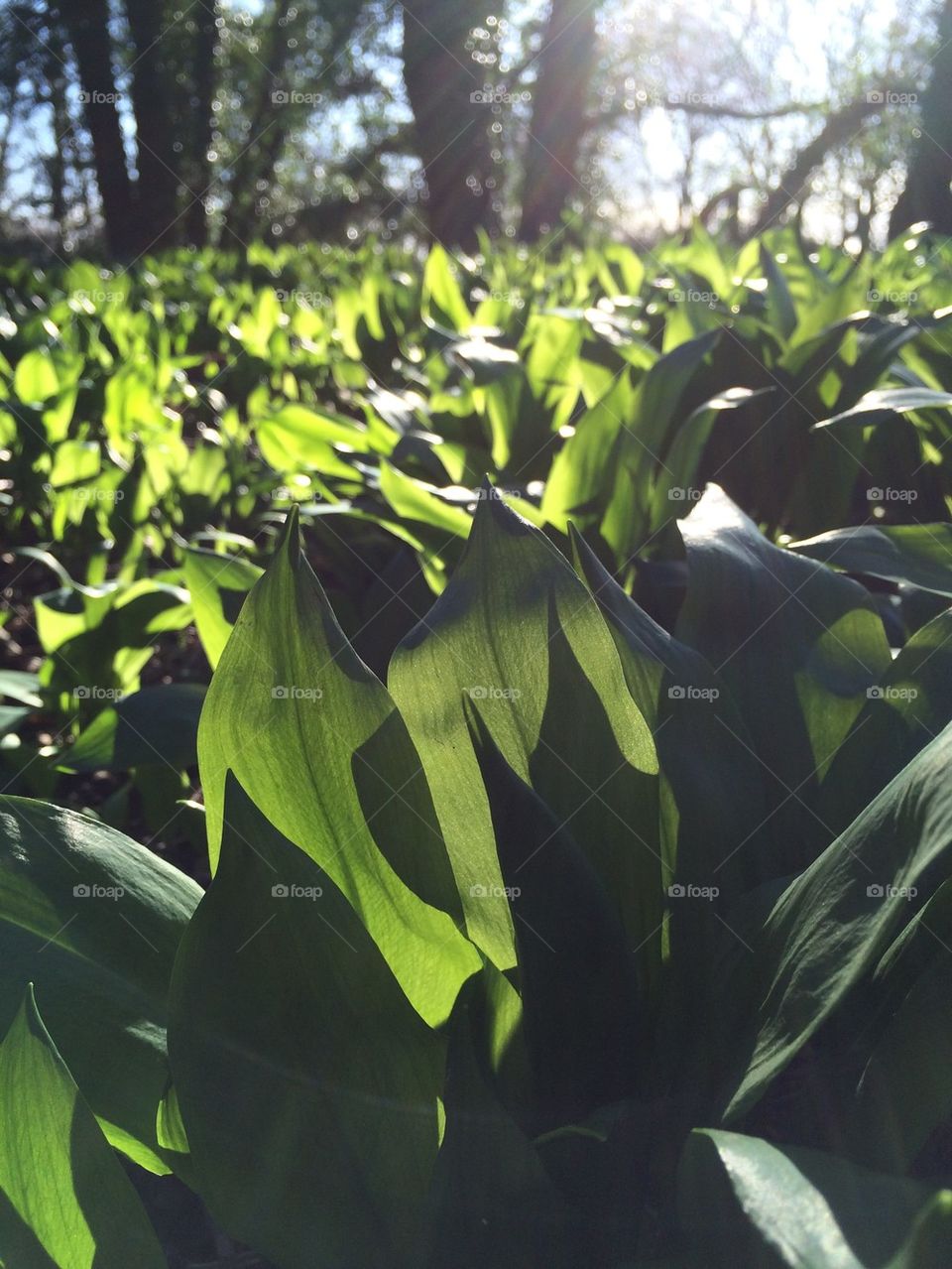 Wild Garlic