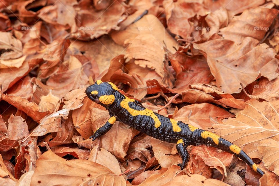 Autumn leaves and fire salamander