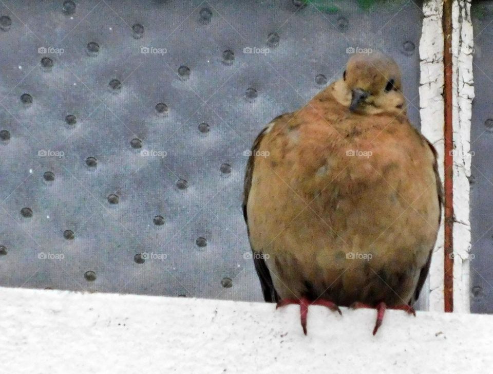 In the window // Nikon coolpix B500