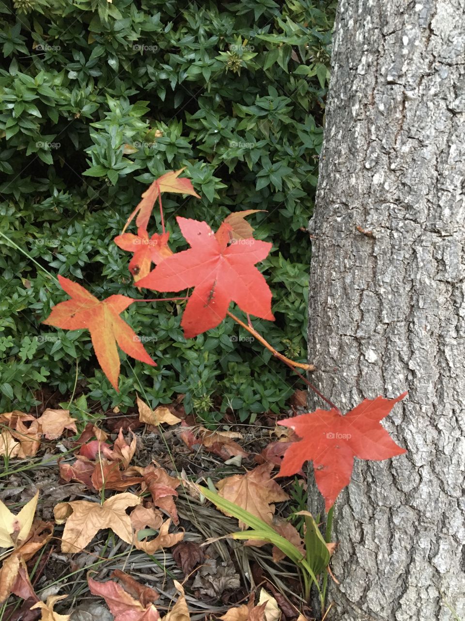 Mapple leaves in autumnal shades