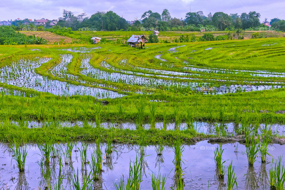 Ricefield on the afternoon