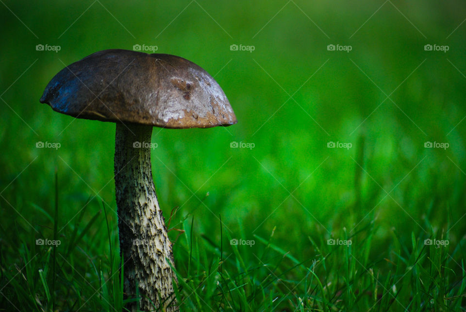 Mushroom