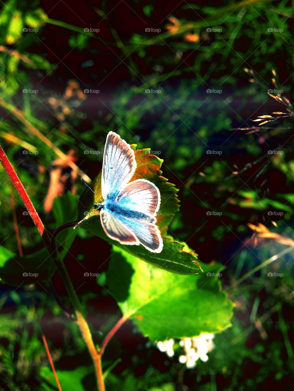 Blue butterfly