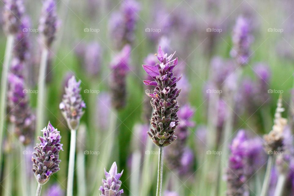 lavender is special