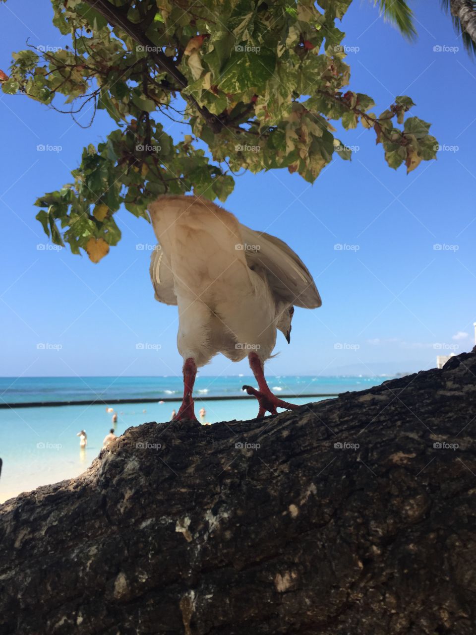 No Person, Water, Sky, Bird, Nature