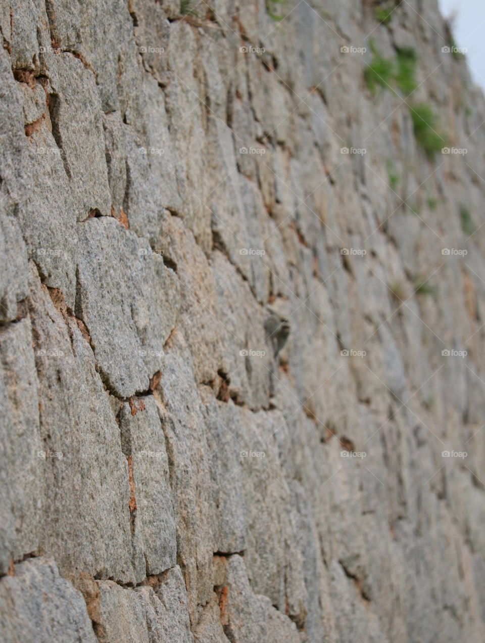 stone wall bird