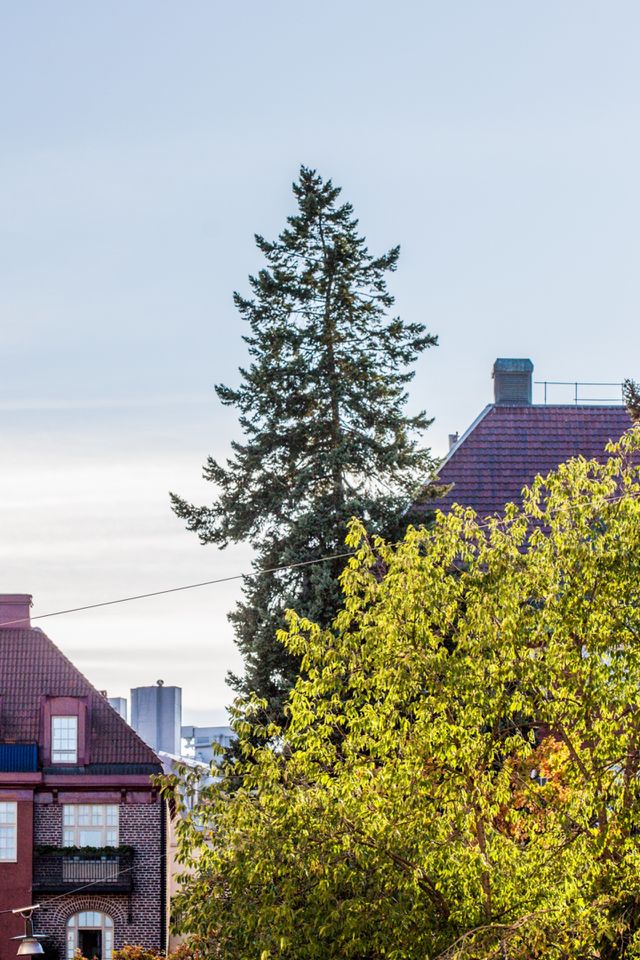 Urban Nature 