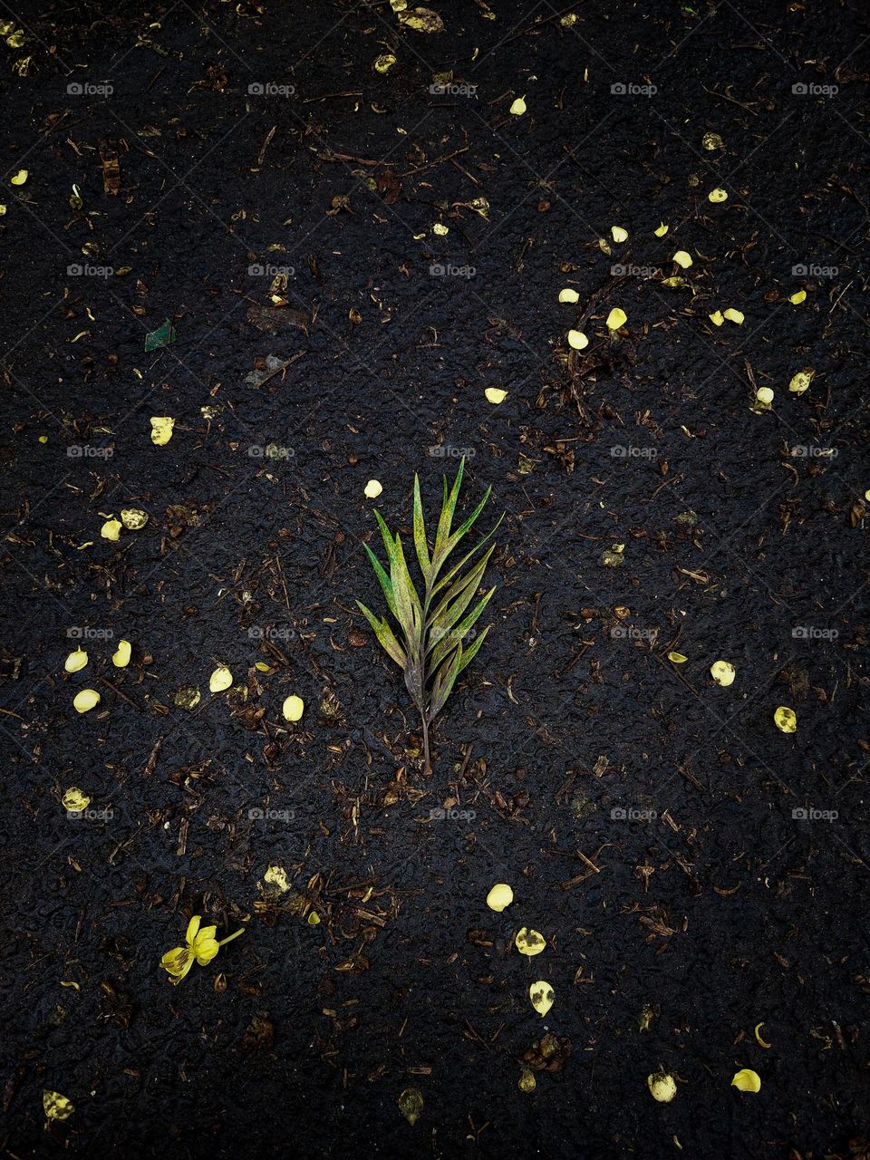 Green Leaf On Wet Ground