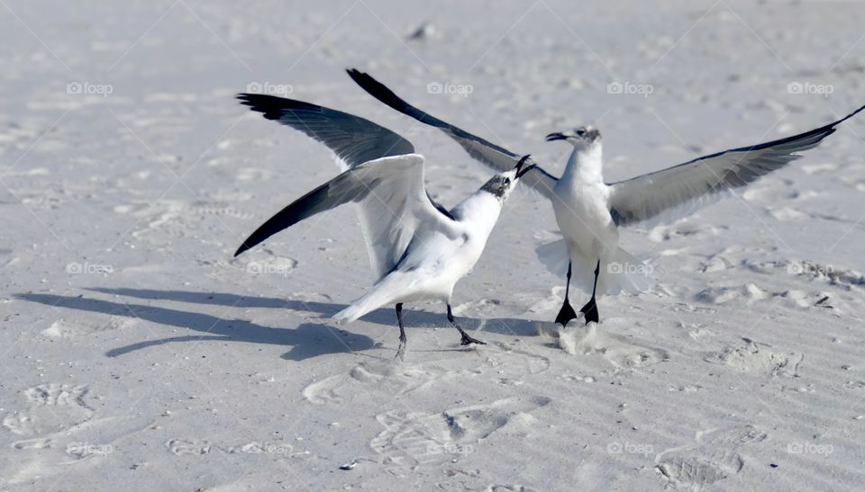 Seagull saying wait, what did I do?? Other seagull says you KNOW!!🤣