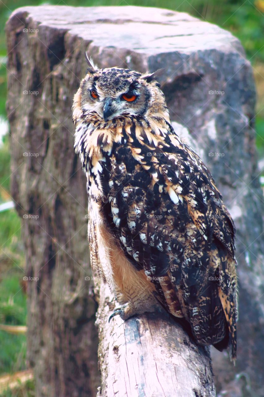 Owl, beautiful bird :)