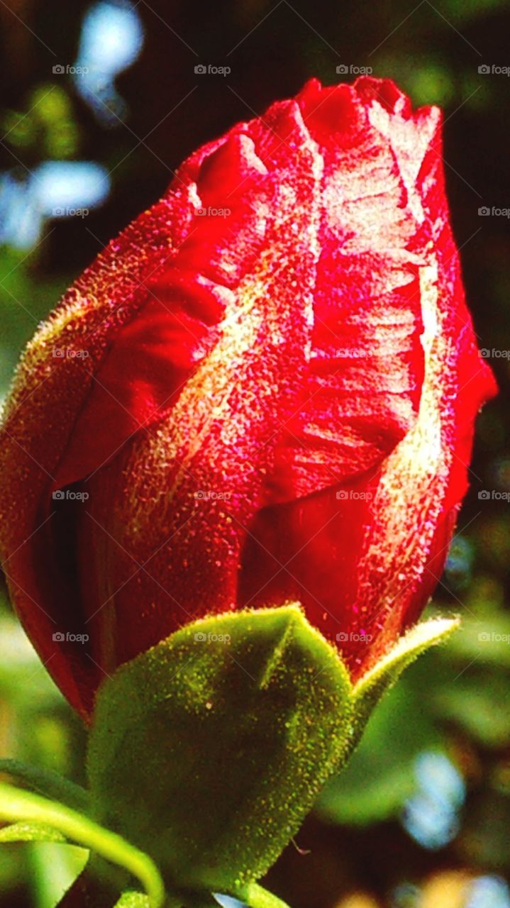 My sudden sight was seen on the flower of Gudhal, in the velvety red color, the sticking particles of gold are sticking to the flowers.