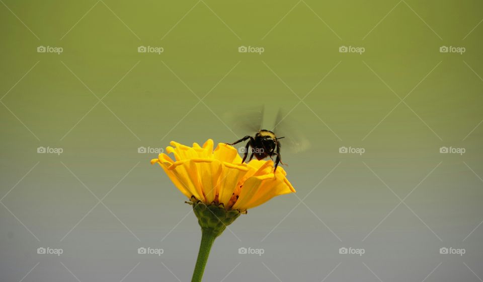 Bumble Bee on yellow flower