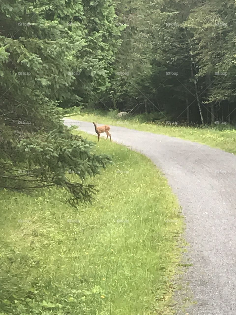 Sentier et chevreuil 