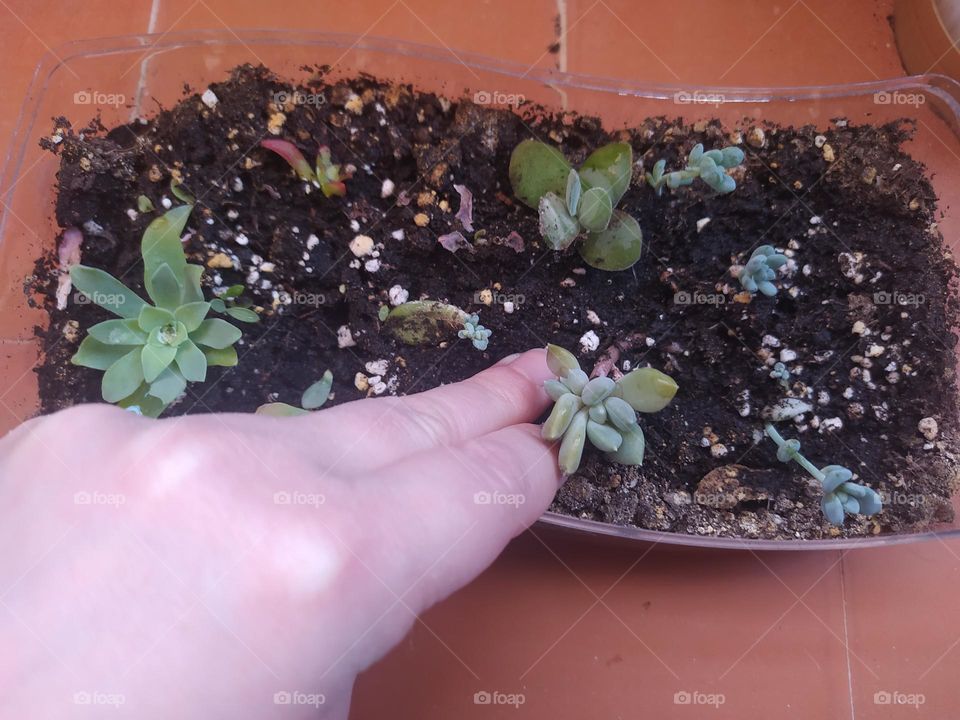 baby plants