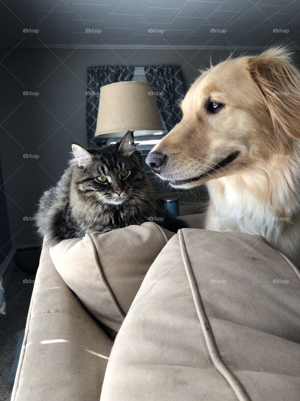 Angry Cat, Nervous Dog