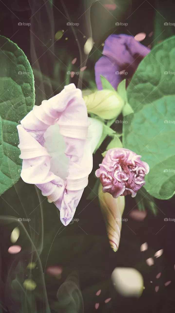 flower