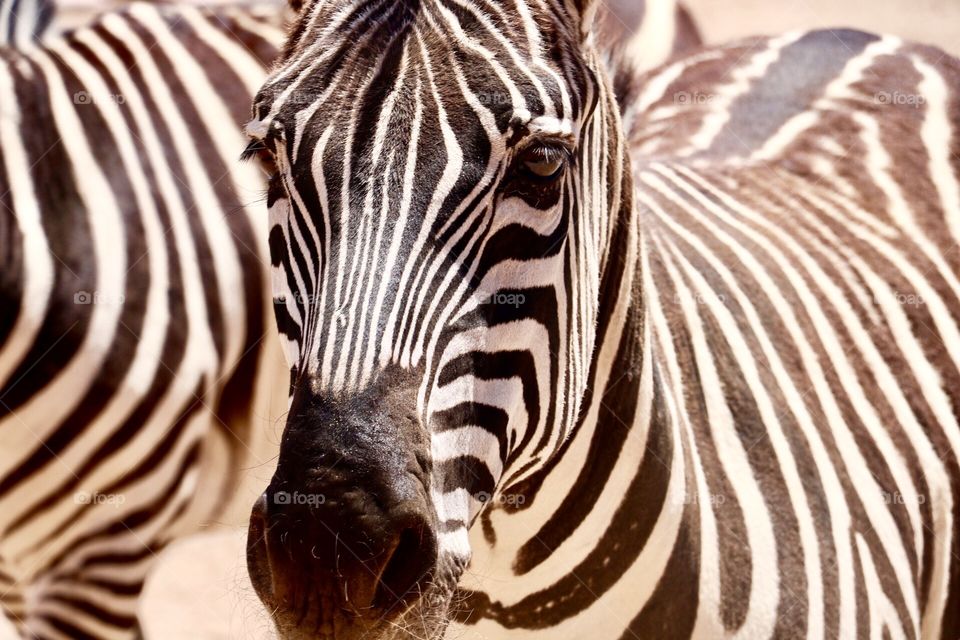 Lovely zebras in a zoo