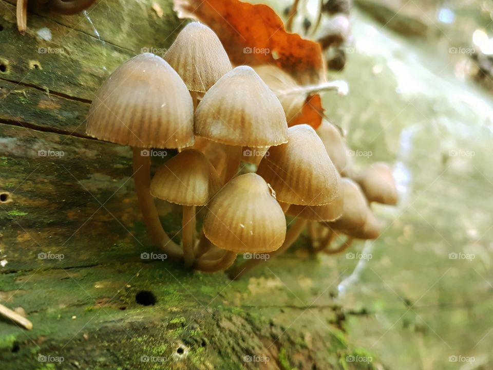 Fungus Up Close