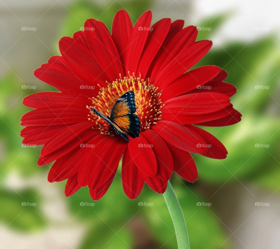 Red beauty on the flower on sitting butterfly background plans garden natural flower vase topped 