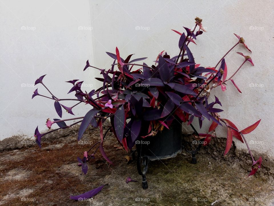 purple plant