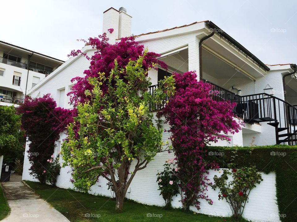 No Person, Architecture, House, Flower, Home