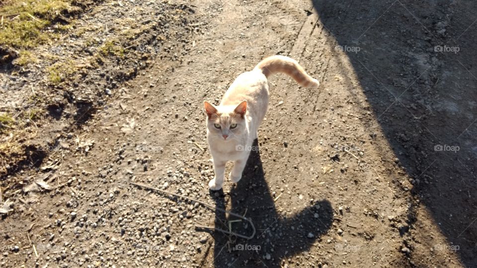 Nature, No Person, Outdoors, Animal, Sand