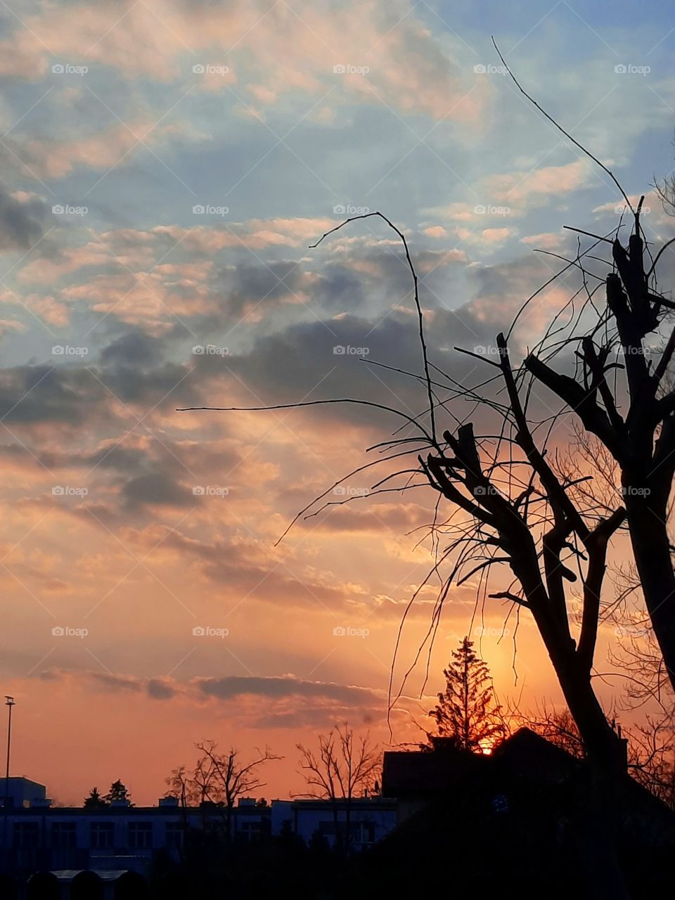 black silhouette of a tree against autumn sunset