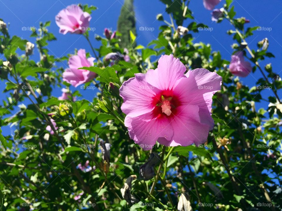 Close-up of pink flower