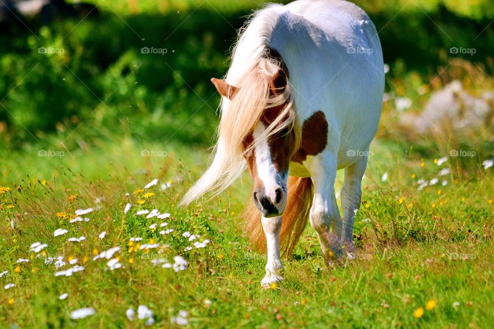 Horse walking on grass